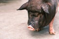 pig face, portrait of dirty cute pig eating with big ears covering his head, Small piglet in the farm. Royalty Free Stock Photo