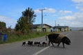 Pig family crossing the street, Chiloe Island, Chile