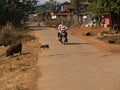 Pig family crossing the street before a motorbike