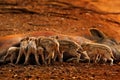 Pig Family, Indian Boar, Ranthambore National Park, India, Asia. Big family on gravel road in the forest. Animal behaviour, Royalty Free Stock Photo