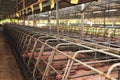 Pig Farm Royalty Free Stock Photo