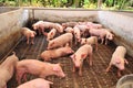 Pig Farm Royalty Free Stock Photo