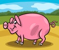 Pig farm animal cartoon illustration