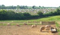 Pig farm Royalty Free Stock Photo