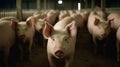 Pig farm industry farming hog barn pork. Generative AI