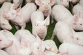 Pig farm. Little piglets. Pig farming is the raising and breeding of domestic pigs. Royalty Free Stock Photo