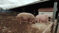 Wide futage of Pig farm, many pigs in the fence