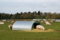 Pig farm Royalty Free Stock Photo