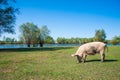 Pig farm. Pigs in field Royalty Free Stock Photo