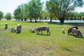 Pig farm. Pigs in field Royalty Free Stock Photo