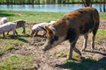 Pig farm. Pigs in field Royalty Free Stock Photo