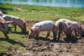 Pig farm. Pigs in field Royalty Free Stock Photo