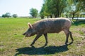 Pig farm. Pigs in field Royalty Free Stock Photo