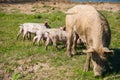 Pig farm. Pigs in field Royalty Free Stock Photo