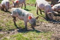 Pig farm. Pigs in field Royalty Free Stock Photo