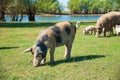 Pig farm. Pigs in field Royalty Free Stock Photo