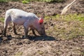 Pig farm. Pigs in field Royalty Free Stock Photo