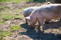 Pig farm. Pigs in field Royalty Free Stock Photo