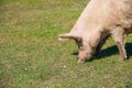 Pig farm. Pigs in field Royalty Free Stock Photo