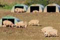 Pig farm Royalty Free Stock Photo