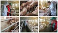 Pig Farming Conceptual Photo Collage Royalty Free Stock Photo