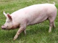 Household pig In fresh green grass in farm