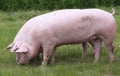 Household pig In fresh green grass in farm