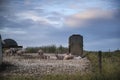 Pig farming on South Downs in Sussex landscape Royalty Free Stock Photo