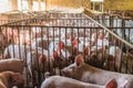 Pig farms in confinement mode. Royalty Free Stock Photo