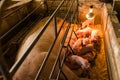 Pig farms in confinement mode. Royalty Free Stock Photo