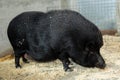 Pig feed from floor in pigsty Royalty Free Stock Photo