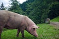 Pig feeding Royalty Free Stock Photo