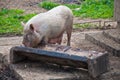 Pig feeding from trough