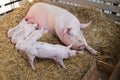 Pig feeds small pink pigs Royalty Free Stock Photo