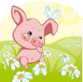 Pig on a flower meadow. Royalty Free Stock Photo