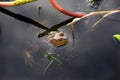 Pig Frog swimming in tannin blackwater of Okefenokee Swamp National Wildlife Refuge, Georgia