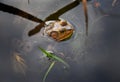 Pig Frog swimming in tannin blackwater of Okefenokee Swamp National Wildlife Refuge, Georgia