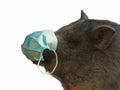 Pig with Gauze bandage - swine flu concept