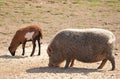 Pig and goatling.
