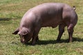 Pig graze alone the summer pasture