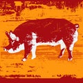 Pig Grunge