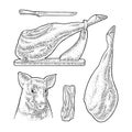 Pig head and jamon. Vector black vintage engraving