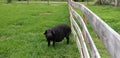 Pig hog farm fence pasture free range