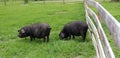 Pig hog farm fence pasture free range