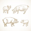 Pig, Hog and Piggies Hand Drawn Vector Illustrations Set. Abstract Domestic Animals Sketch Bundle. Doodle Style Drawings