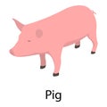 Pig icon, isometric style