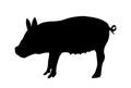 Pig illustration silhouette. Farm animal Royalty Free Stock Photo