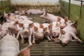 Pig indoor on a farm in Danmark. swine in the stald. Royalty Free Stock Photo