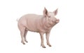 Pig isolated on white Royalty Free Stock Photo