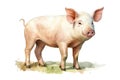 Pig isolated on white, watercolor illustration generated by AI Royalty Free Stock Photo